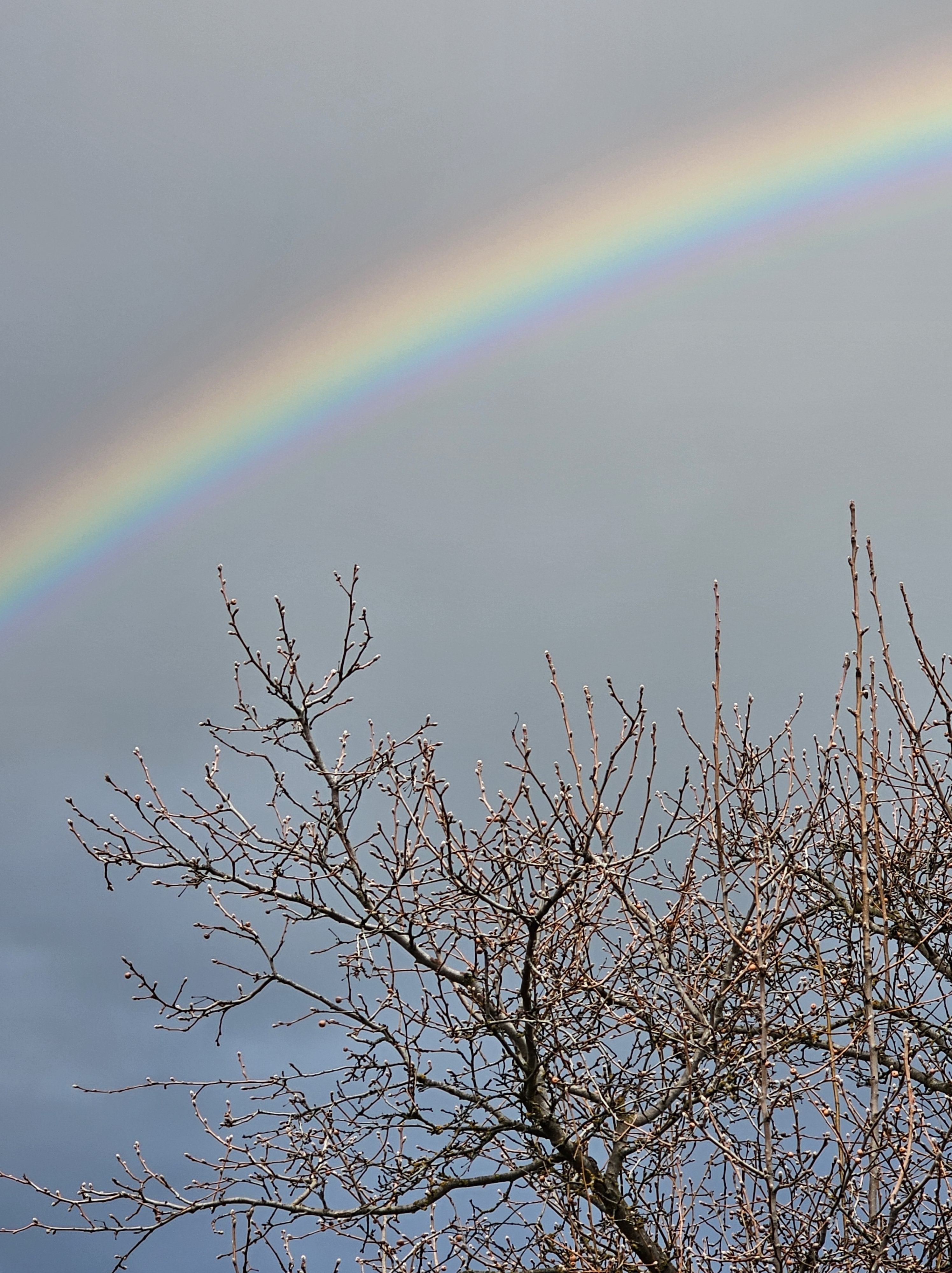 A lovely rainbow against a rain darkened backdrop and arching over a budding tree.